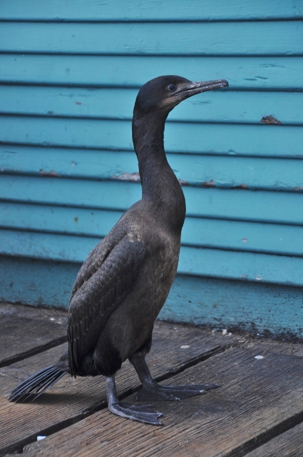 cormorant
